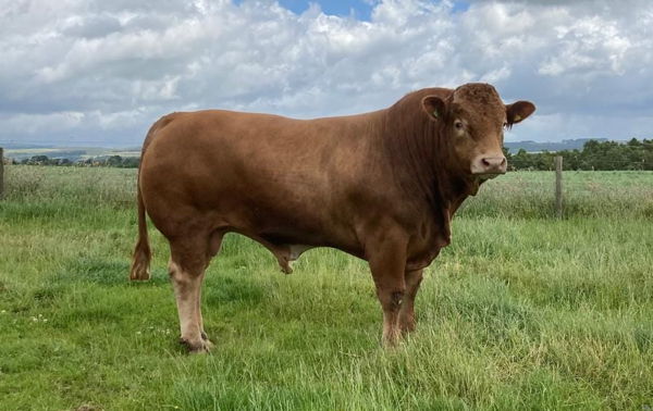 2 Year Old Limousin Bull
