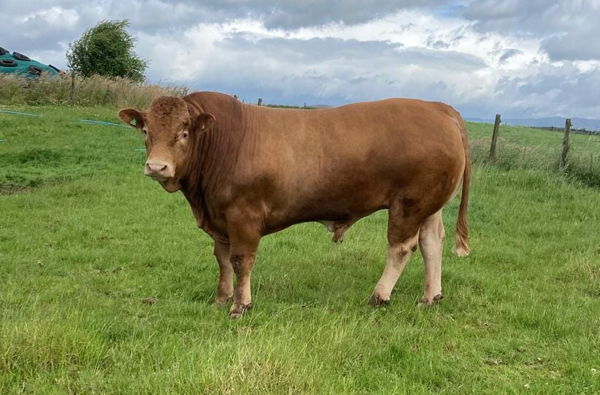 2 Year Old Limousin Bull