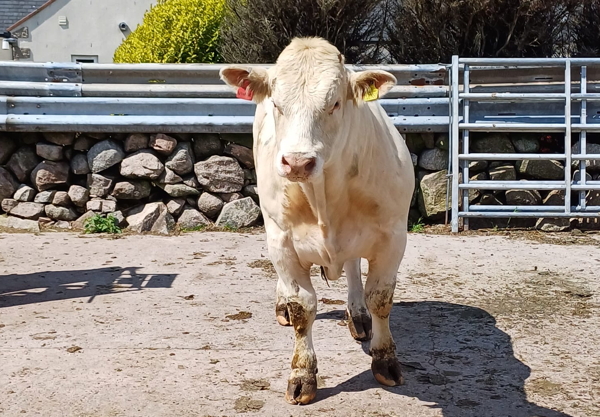Charolais Bull