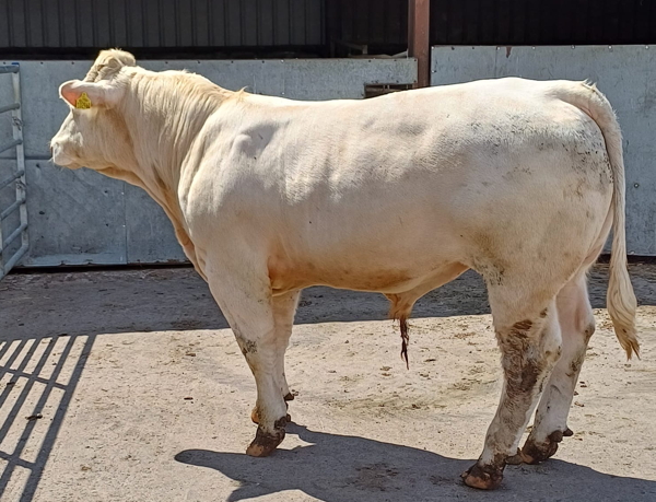 Charolais Bull