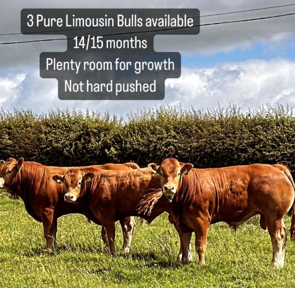 Pure Limousin Bulls