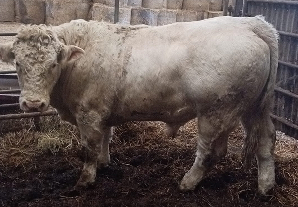 Charolais Young Bull