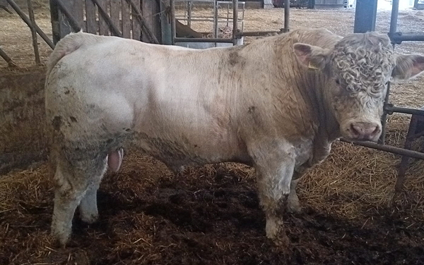 Charolais Young Bull