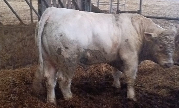 Charolais Young Bull