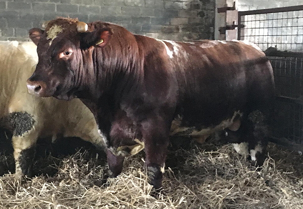 Beef Shorthorn Bull