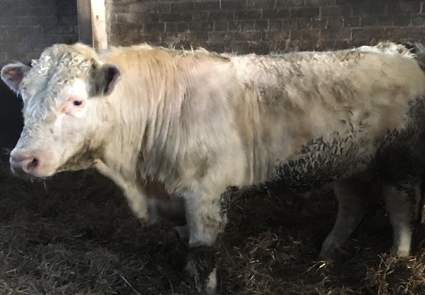 Beef Shorthorn Bull