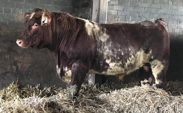 Beef Shorthorn Bull