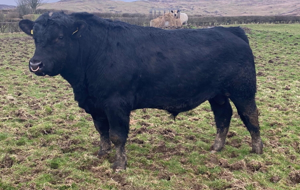 Aberdeen Angus Bull