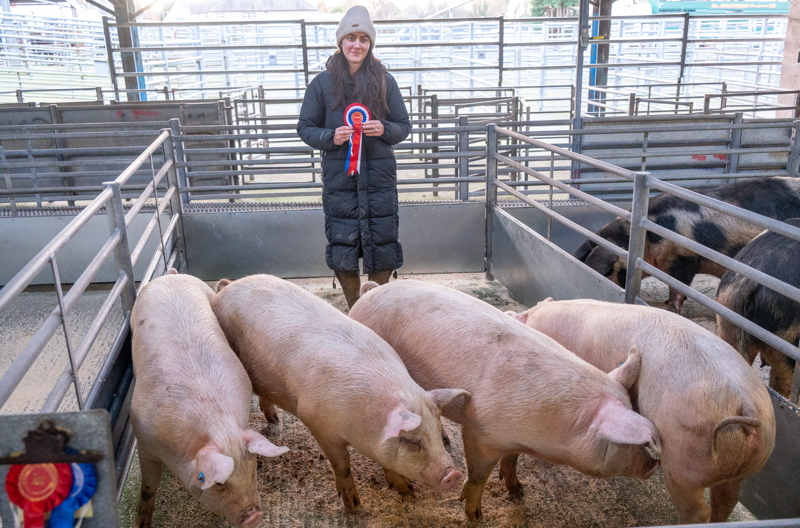 Enzieholm pigs