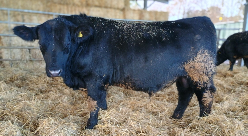 Pedigree Aberdeen Angus Bull