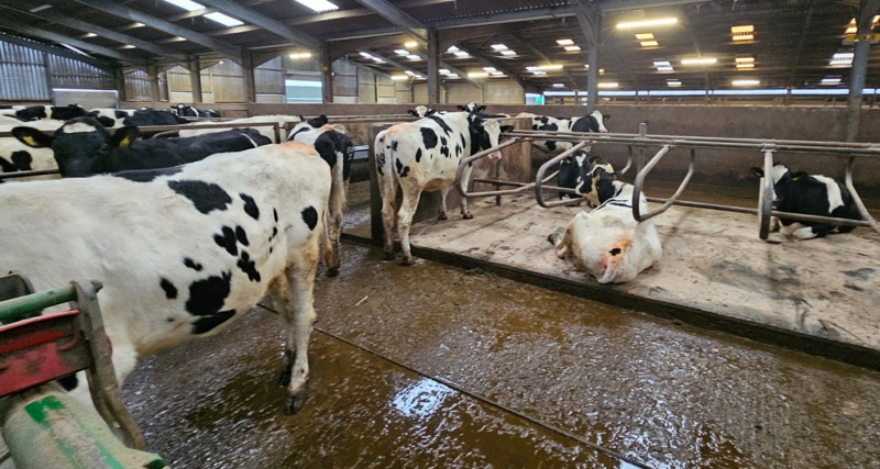 Holstein Friesian Heifers