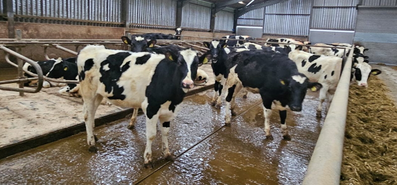 Holstein Friesian Heifers