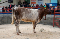 4 First prize pen of Suffolk x Store Lambs