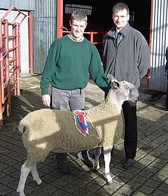 Champion Leicester Ram